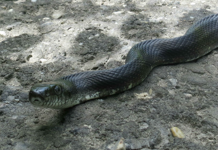 Black Rat Snake